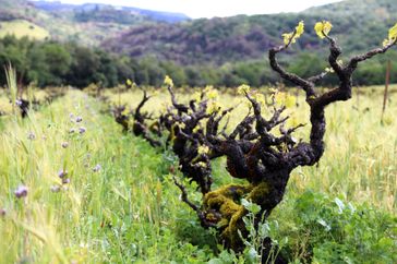 Bedrock Vineyard