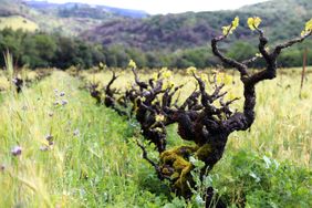 Bedrock Vineyard