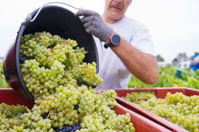 A porter transfers harvested grapes into crates at the Lamiable Champagne House's vineyard in Tours-sur-Marne, northeastern France, on August 17, 2026. Due to the scorching temperatures, the grape harvest is starting extremely early this year.