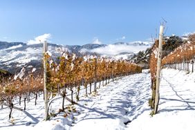 A vineyard in a snowy landscape with mountains in the background