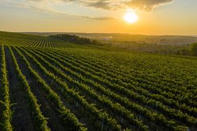 Vineyard landscape with rows of grapevines at sunset