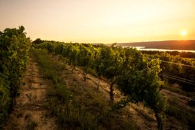 Dr. Konstantin Frank Winery