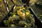 Freshly picked grapes at a vineyard.