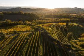 Livio Felluga Winery from above.