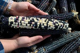 Hands holding an ear of multicolored heirloom corn among other similar corn