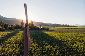 Vineyard landscape with a windmill blade in the foreground at sunset rural setting with distant mountains