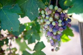 Grapes growing at Texas A&M University.