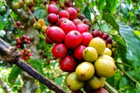 Coffee liberica berries