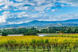 Wine Guide: Australia