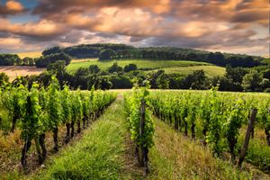 Vineyards. Bordeaux, France
