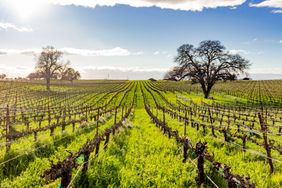 Bokisch Vineyards in Lodi, California