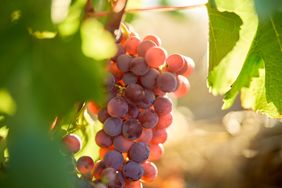 Sémillon Gris grapes at Mullineux estate Roundstone.
